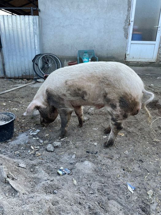 Vând berbec bun de montă