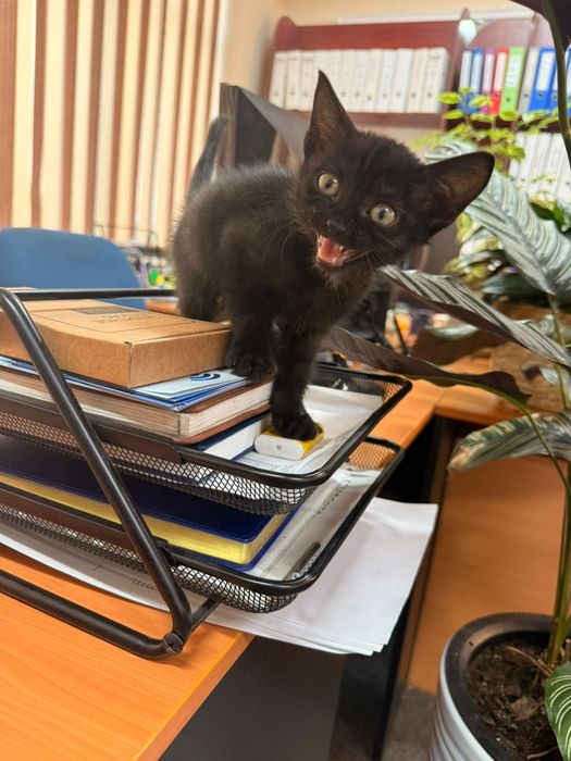 Отдам котенка в хорошие руки