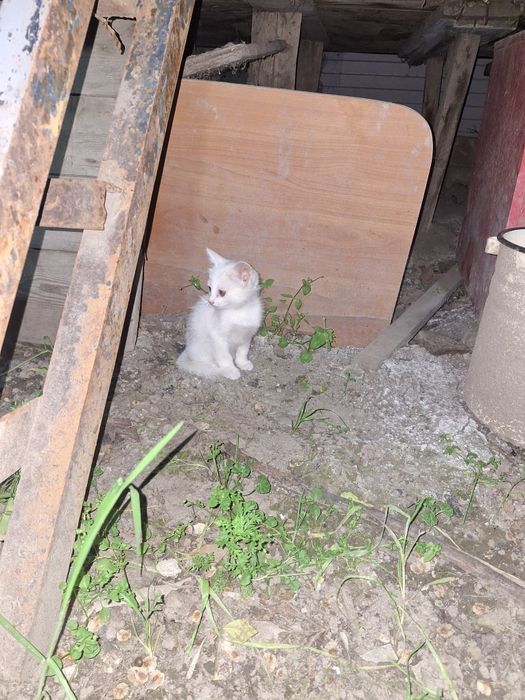 Пушистые котята, турецкая ангора.