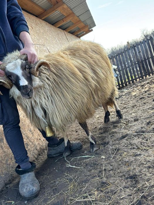 Vând berbec breaz, de 2 ani.