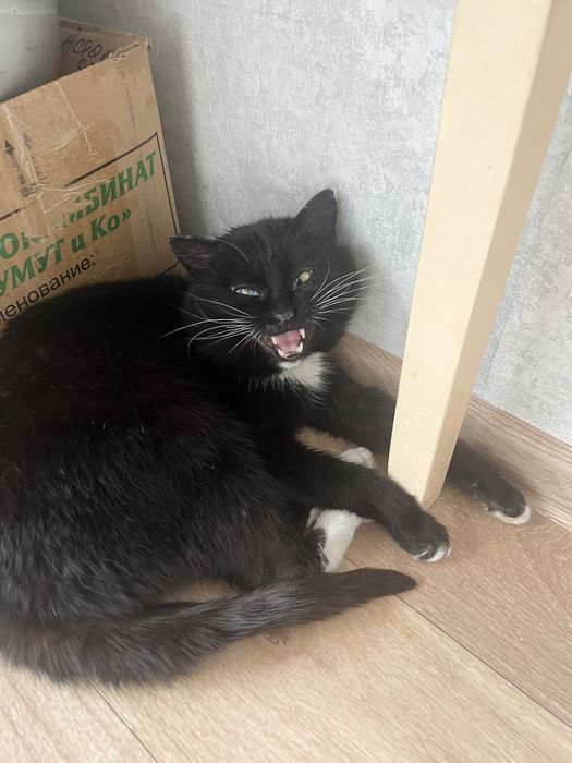 Отдам кота в добрые руки