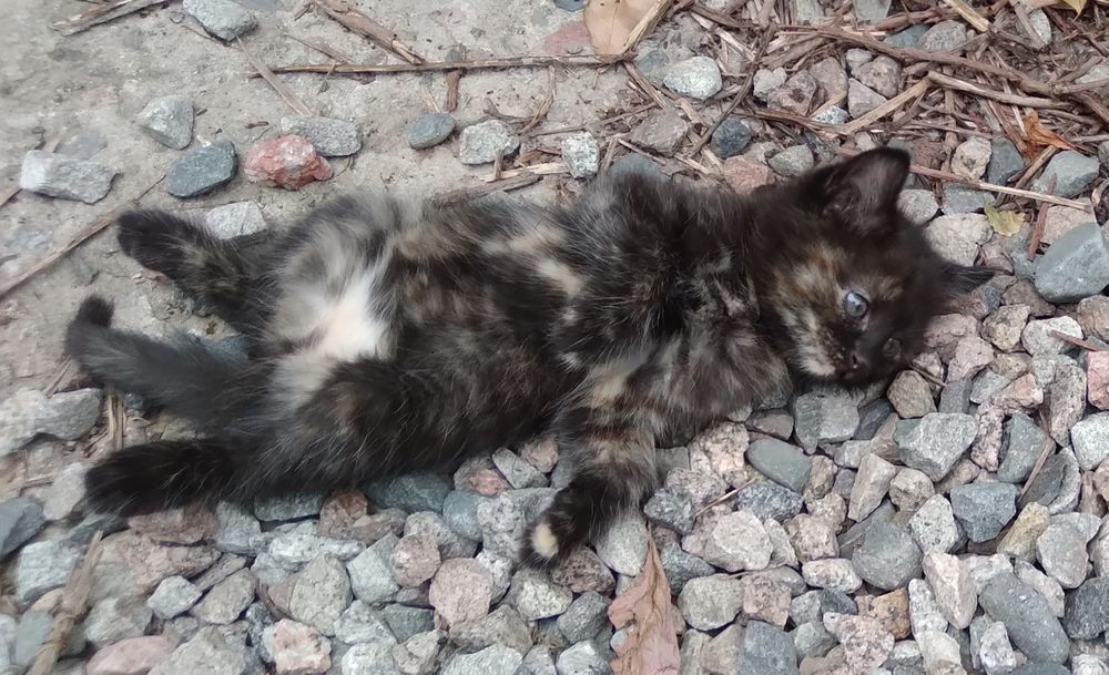 Котенок девочка, в добрые руки