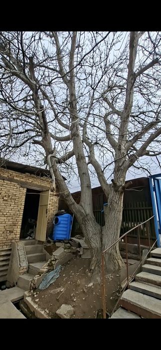 Орешина дерево самовывоз