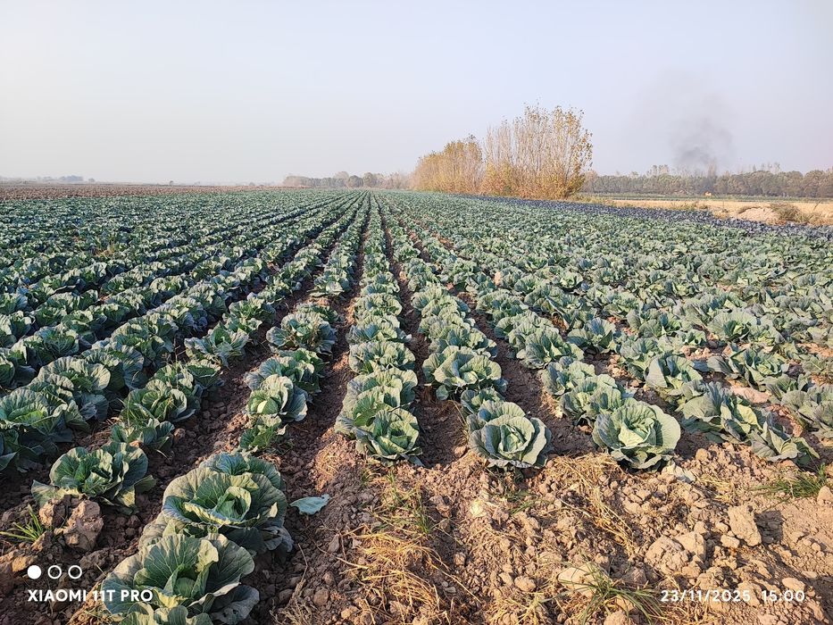 Buhariski Karam  Sotiladi!