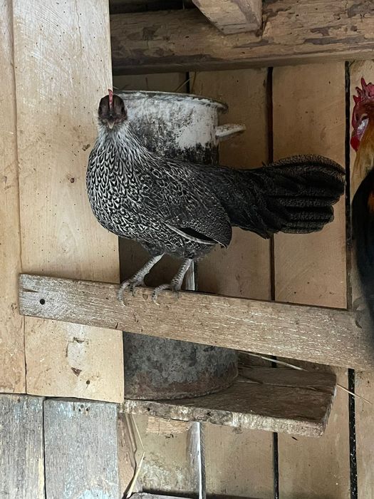 Vând pereche de phoenix