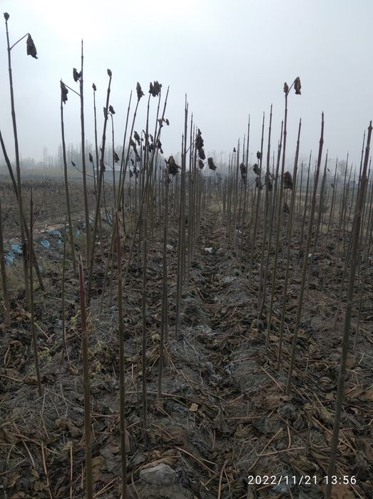 Pavloniya FTE Navi sotiladi