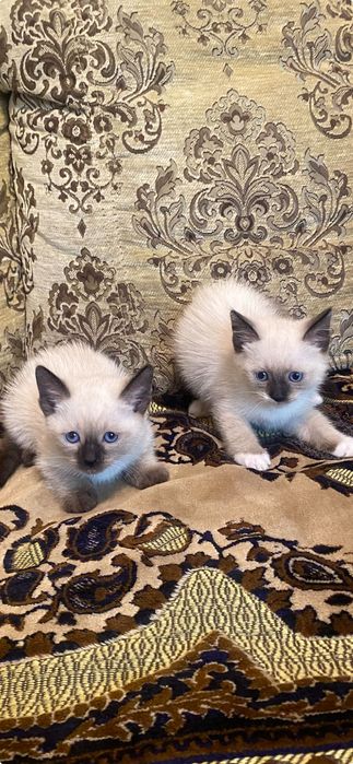 Котята  Сиамской породы