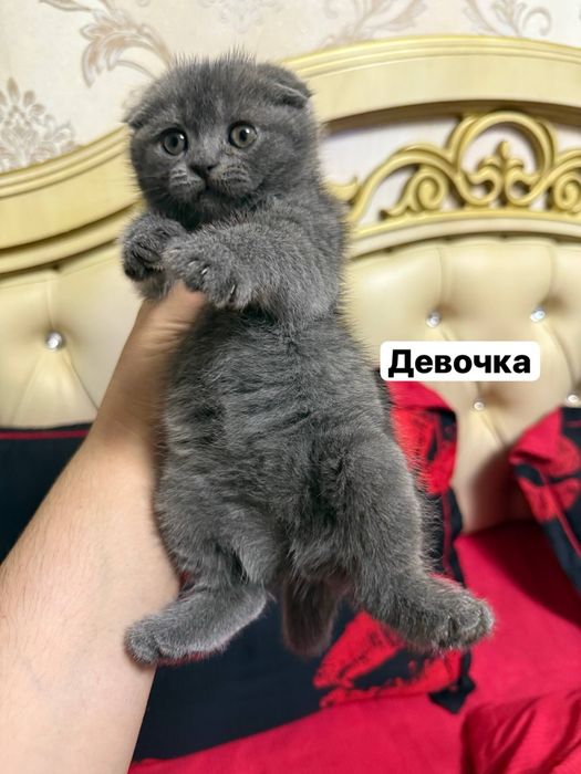 Продаются породистые котята от чистой вязки