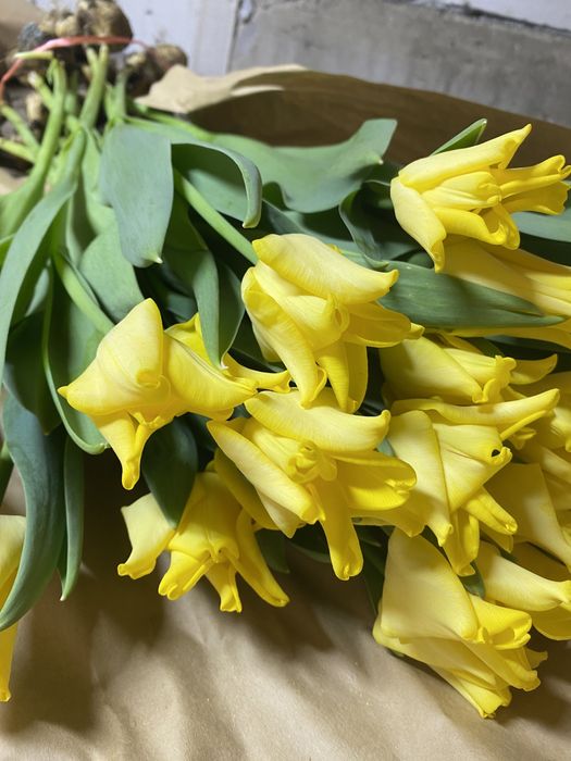 Тюльпаны из теплицы