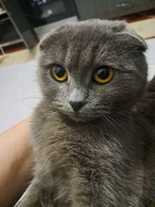 Скотш фолд соттлади тоза кон