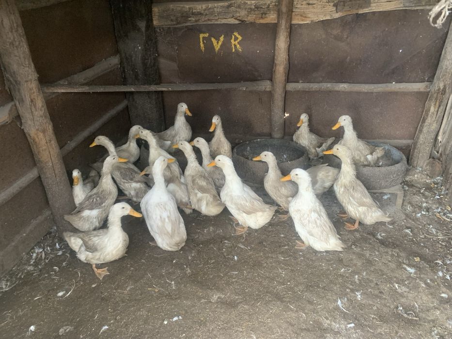 Продается индюки