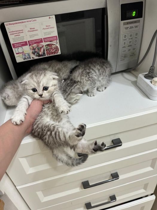 Шотландские вислоухие вискасы!