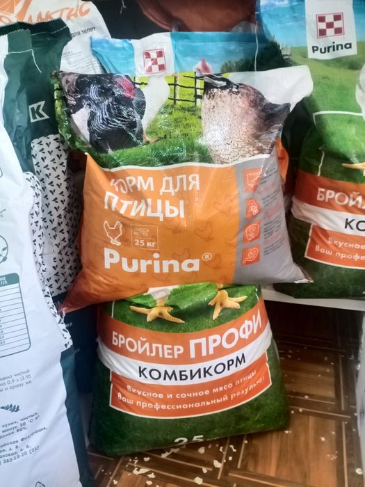 .Жангирхана. 17.