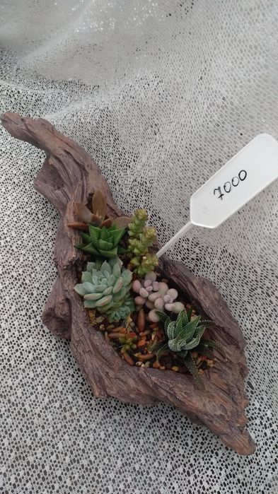 Композиции из суккулентов