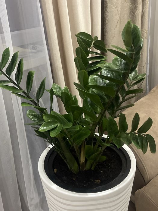 Продам Долларовый цветок Замиокулькас