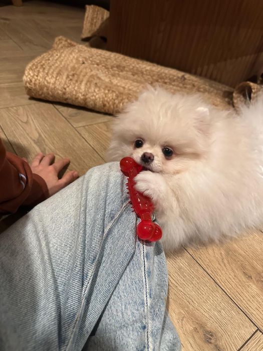 Pomeranian femelă toy, vaccinată, microcipată,Pedigree