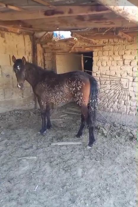 сатылады 1жасар тай