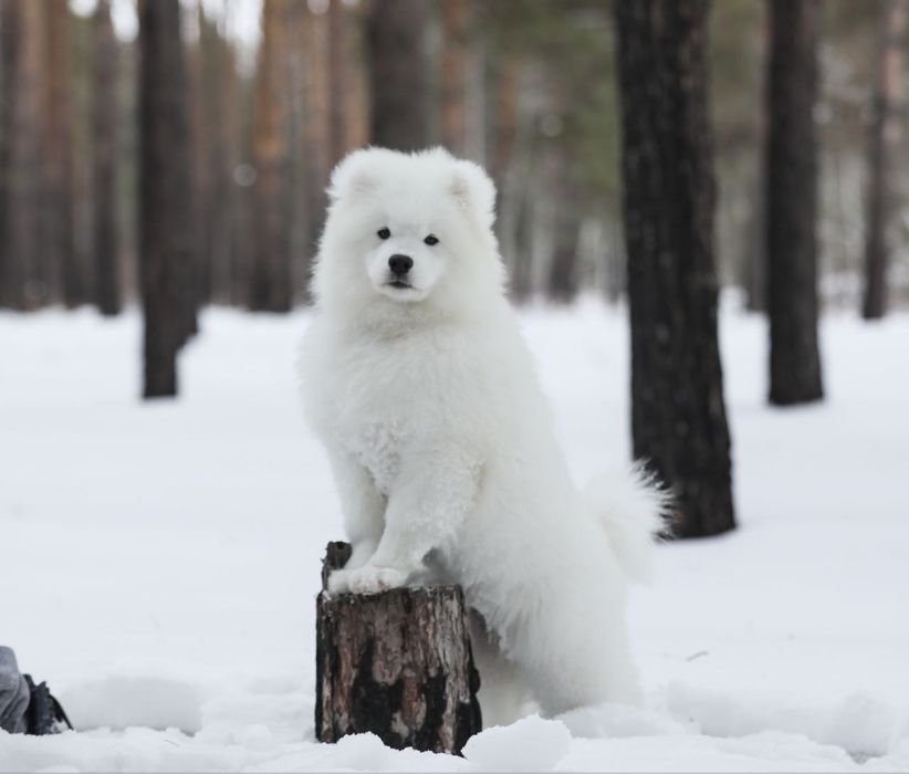 Щенки самоедской лайки