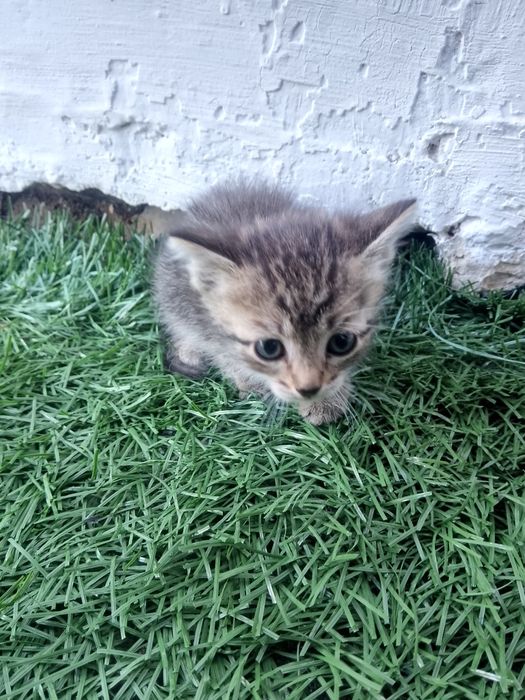 Отдам котят срочно