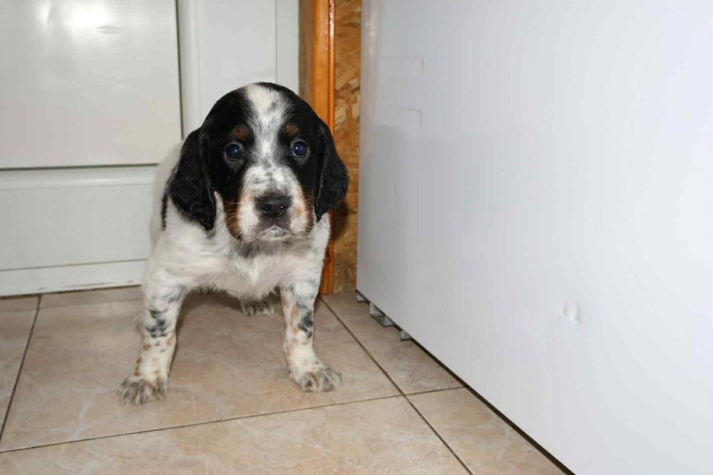 Трицветен Английски сетер