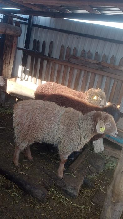 Семіз қойлар сатылады