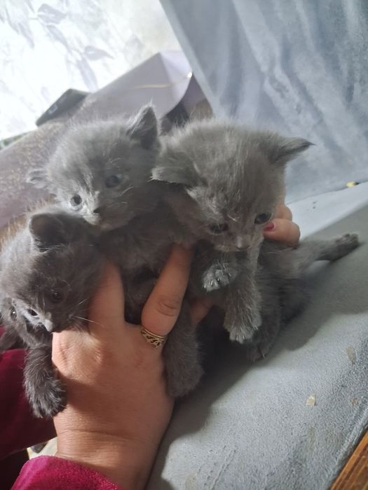 Отдам даром котят