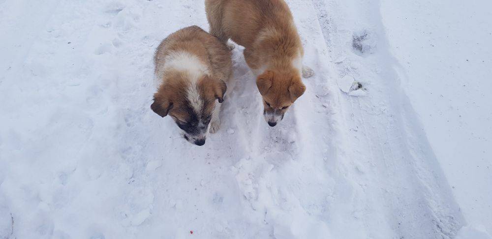 Отдам щенков в добрые руки