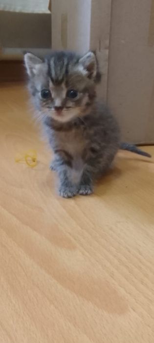 Отдам котят , в добрые руки.