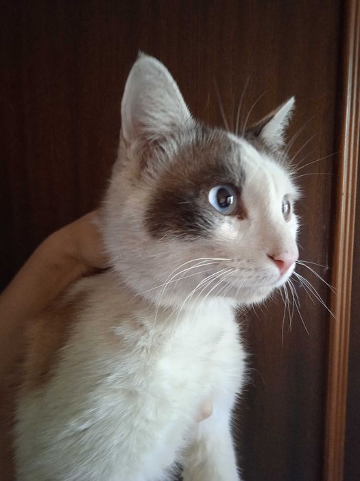 Рыжий, голубоглазый котик, кастрирован, 1 год.