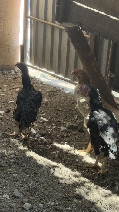 Дакан продам или обмен