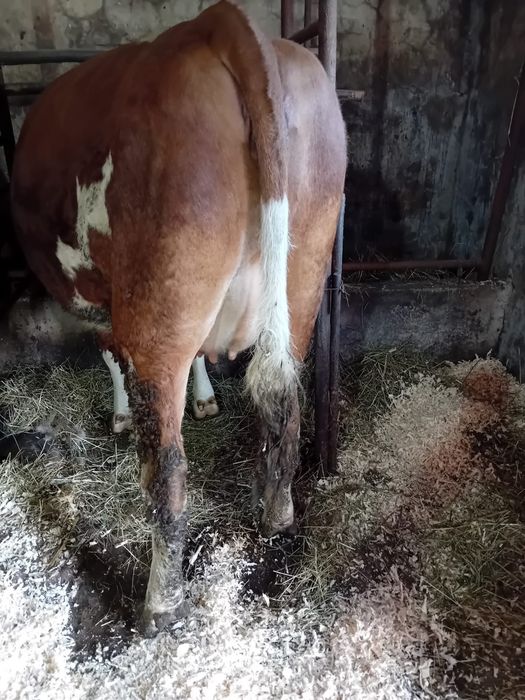 Vând juninca  2 ani