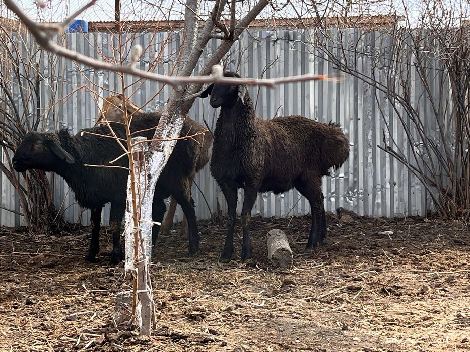 Тұқымдыққа қошқарлар сатылады