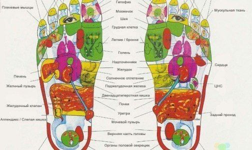 GreenlifefirmasiningCarichPlastrlari.Harturdagiogʻriqlarnioldinioladi