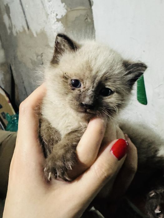 Котята даром чистые