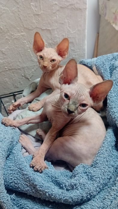 Канадский сфинкс