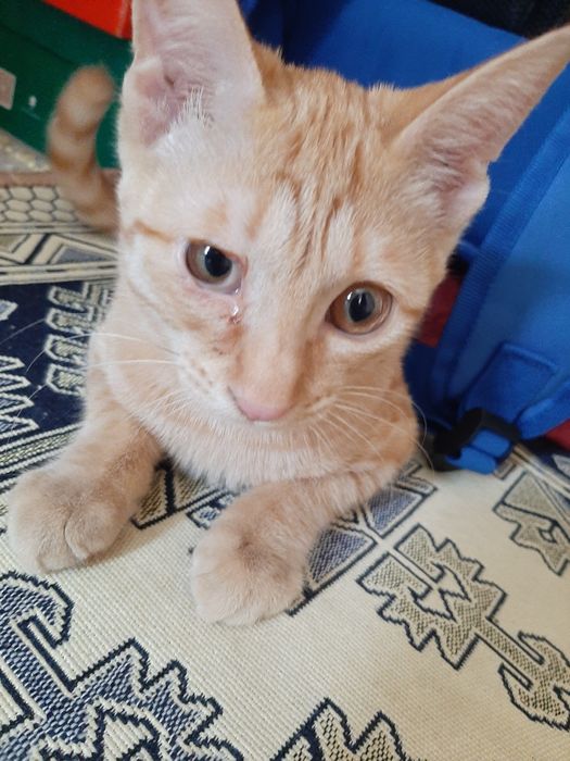 рыжая кошка(девочка)