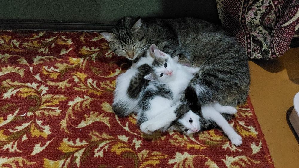 Отдам котят в добрые руки