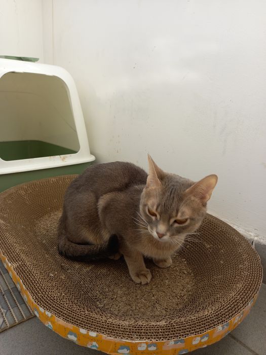 Кошка Абесинка 1 год 2 мес.