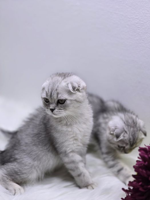 висЛоуХие КотИки  2 мес.приВиты