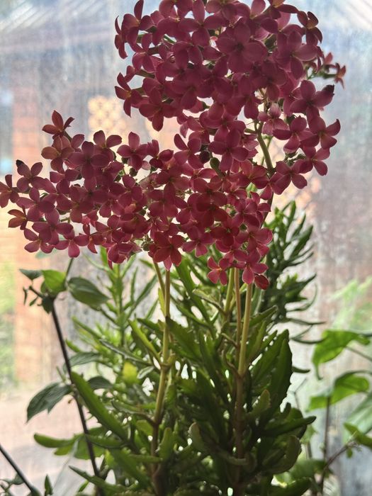 Проодаются домашние цветы