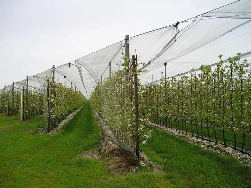 PLASA ANTI-GRINDINA 3x100m - 540 lei;  6x100m -1020 lei