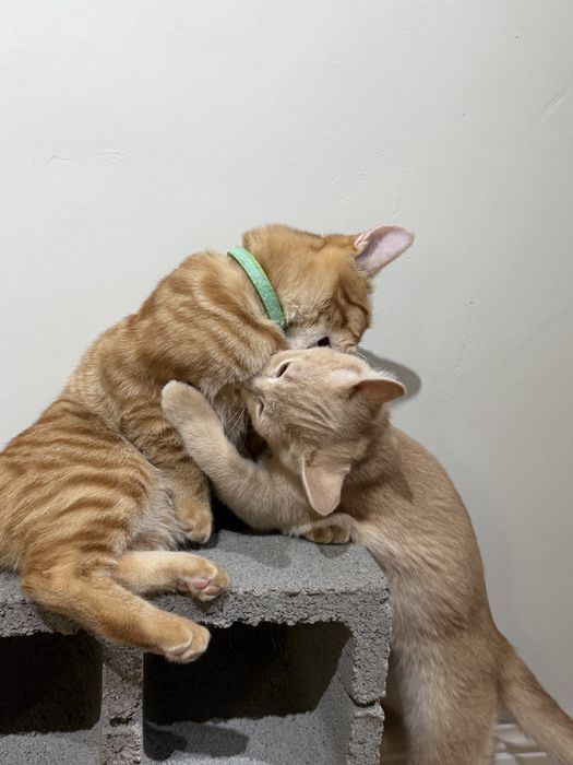 Отдам котят в добрые руки
