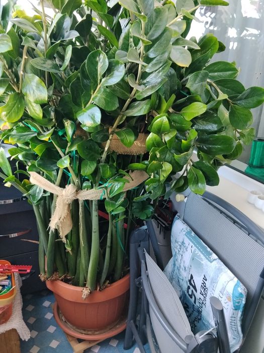 De vânzare planta norocului sau pomul cu bani