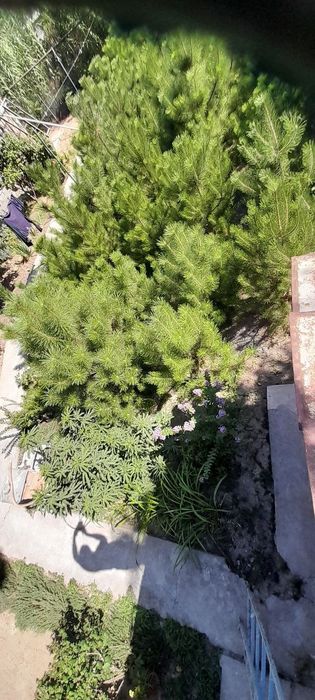 Крымская сосна, Крим Сасналари