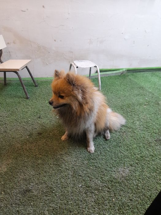 Собака продаётся