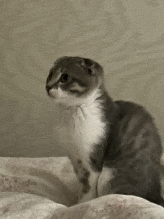 Шотланский вислоухий котенок