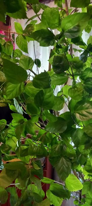 Trandafir japonez foarte mare