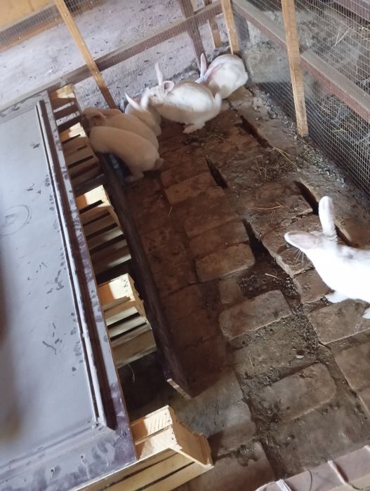 Quyon sotiladi hikol