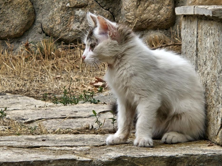 Сладко женско коте Роузи търси дом