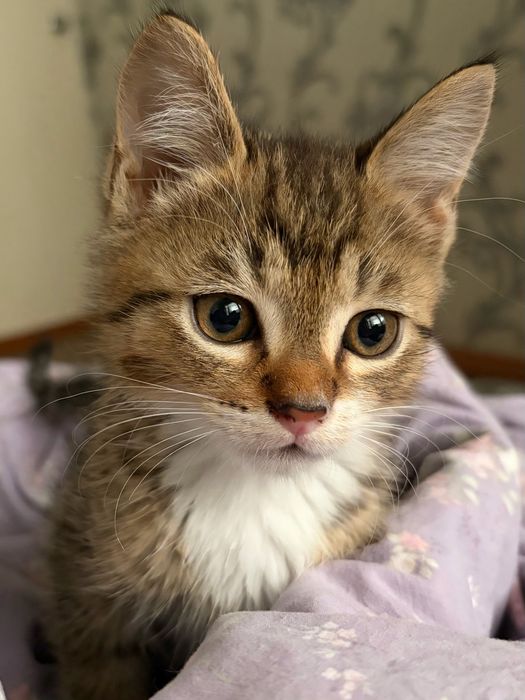 Котенок в добрые руки мальчик